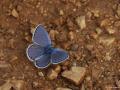 Plebejus sephirus (Balkan Esmergözü)